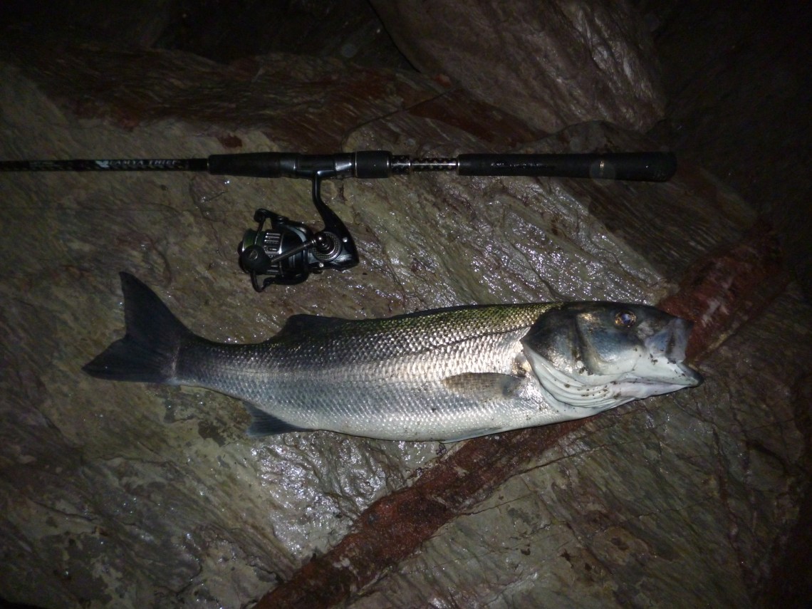bass on lures in darkness