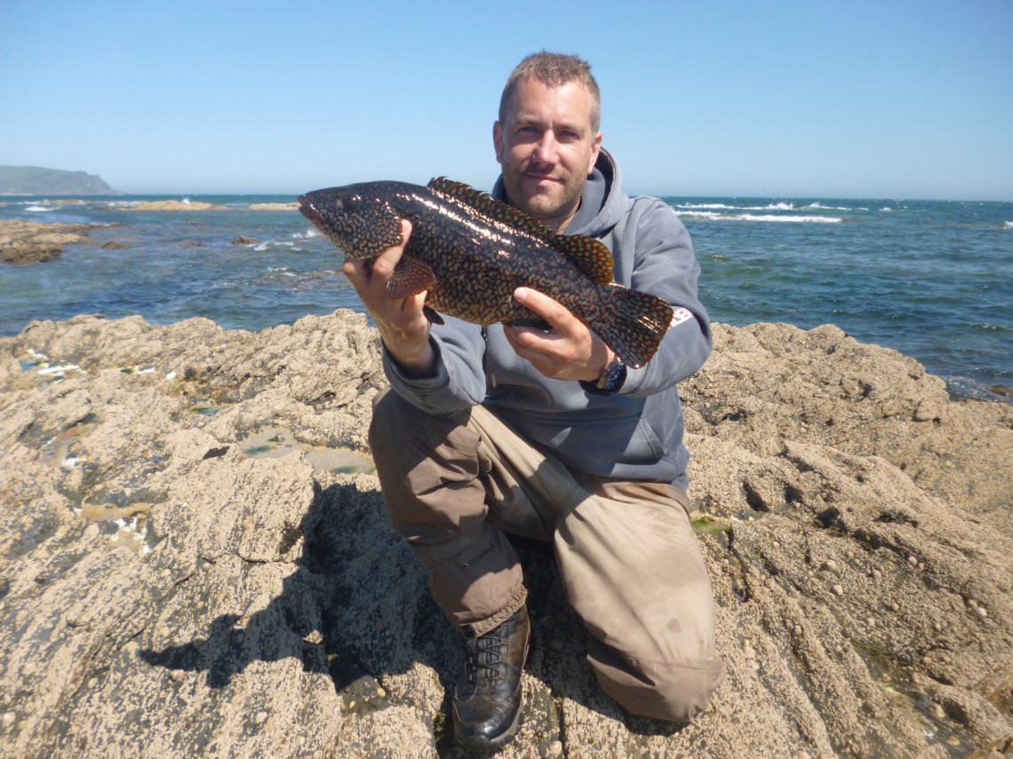 Large lure caught wrasse