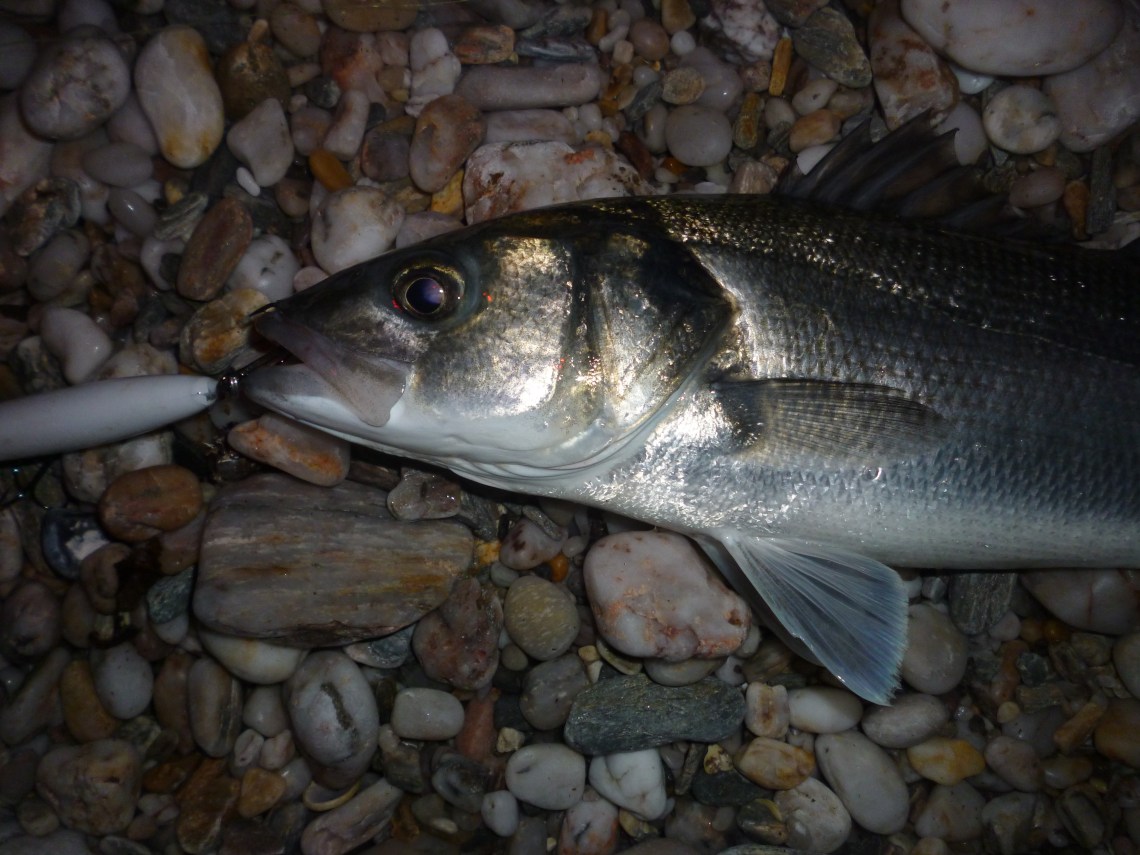 Bass caught at night on white lures