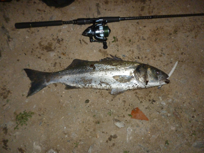 bass-from-south-devon-at-night