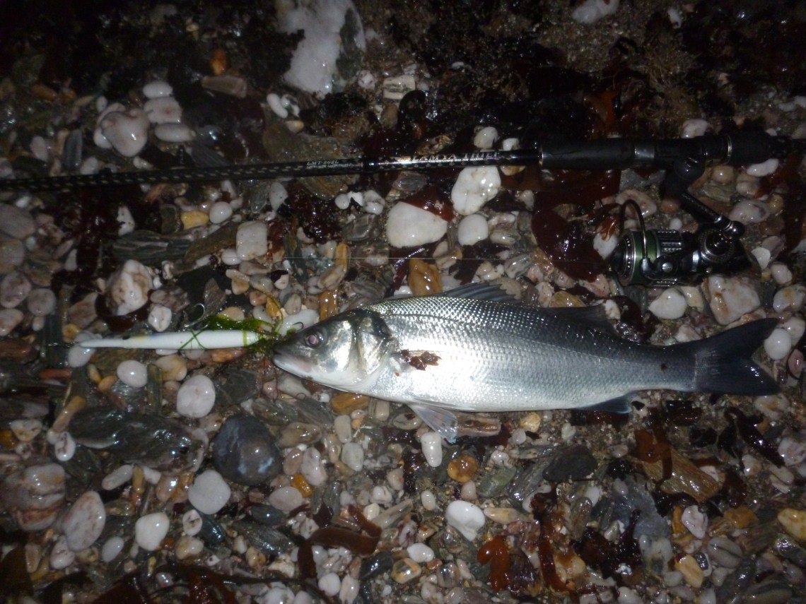 bass on a needlefish