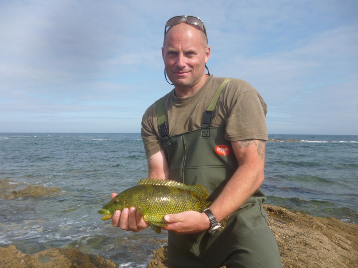 wrasse on a lure