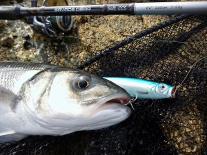 Bass caught on Savage Gear lure