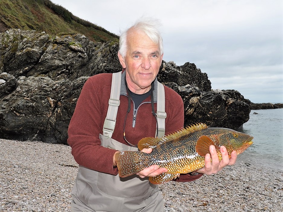Wrasse on lures