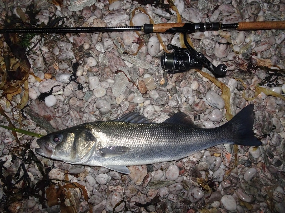 Bass caught on a Line Thru Sandeel
