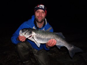 Large seabass from south Devon