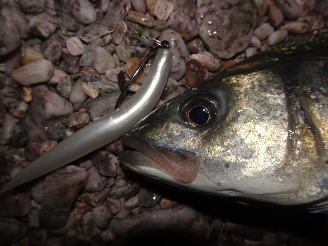 Bass hooked on an Albie Snax