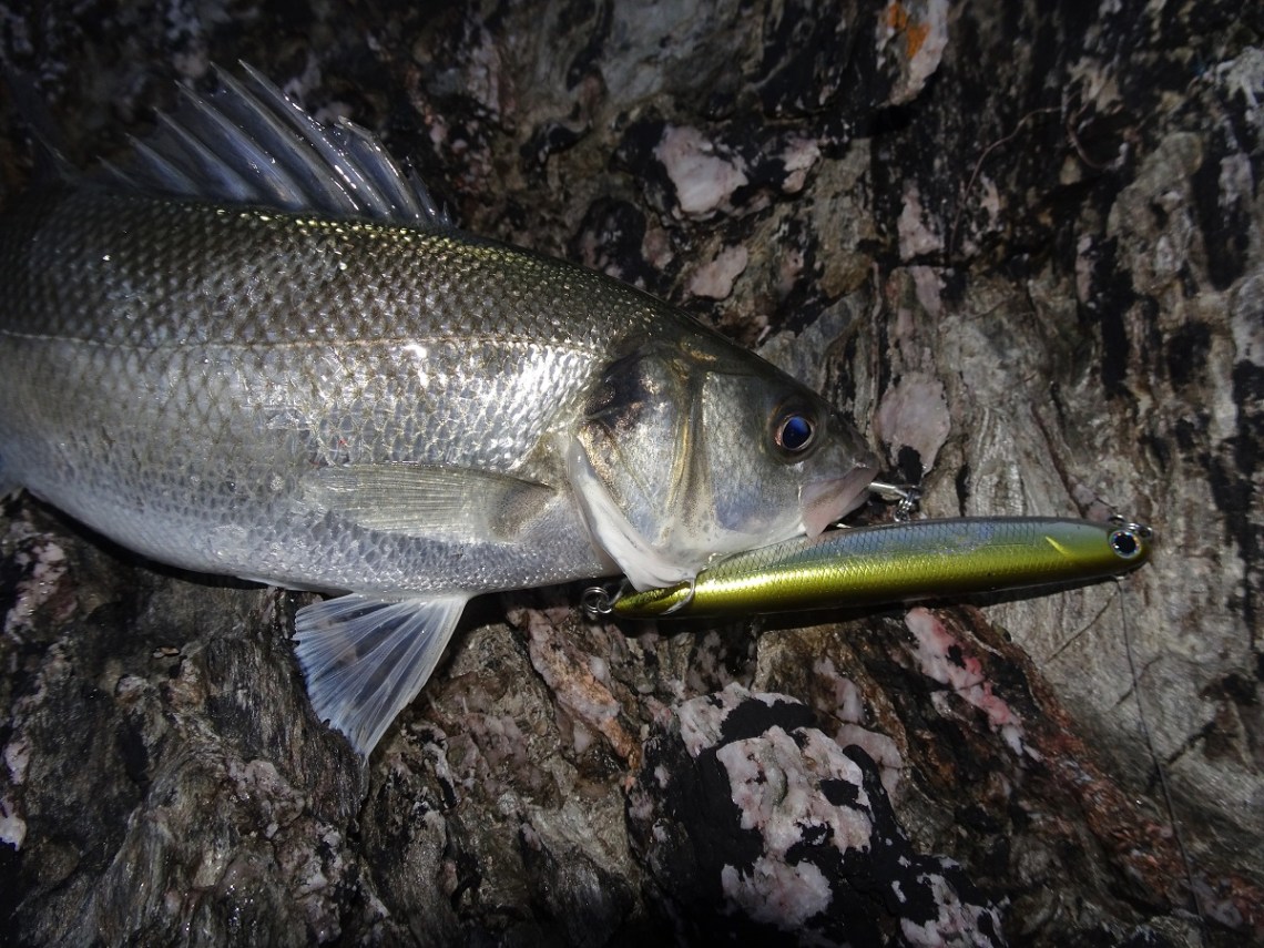 Bear King Slim Skimmer Veals