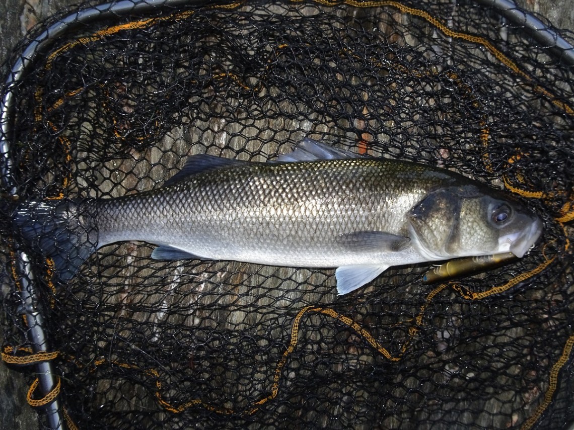 Bass on a Seaspin Pro Q 120