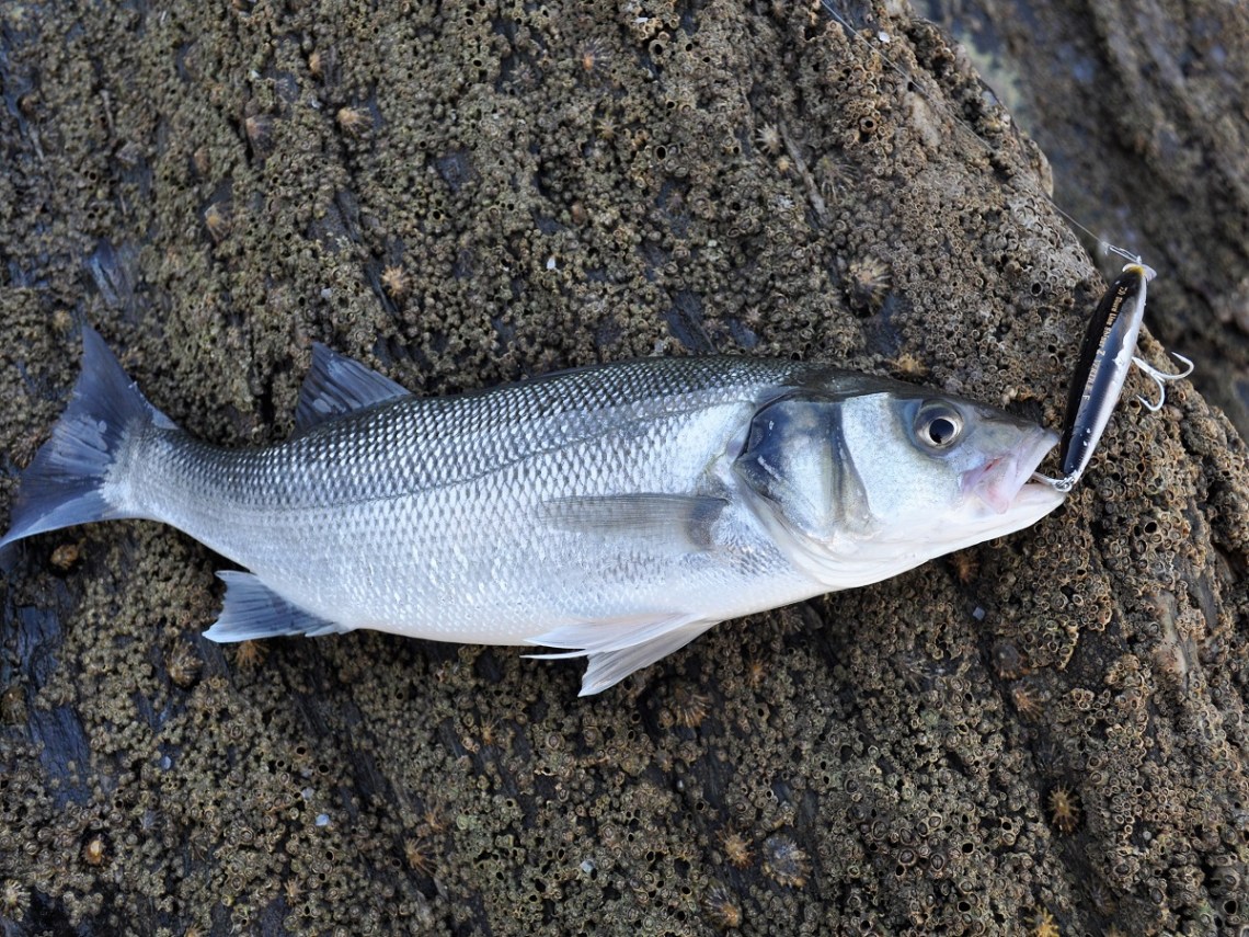 Bass caught on a Daiwa Shoreline Shiner 97F