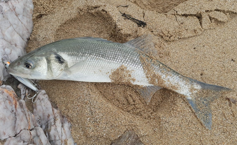 Shore Line Shiner bass