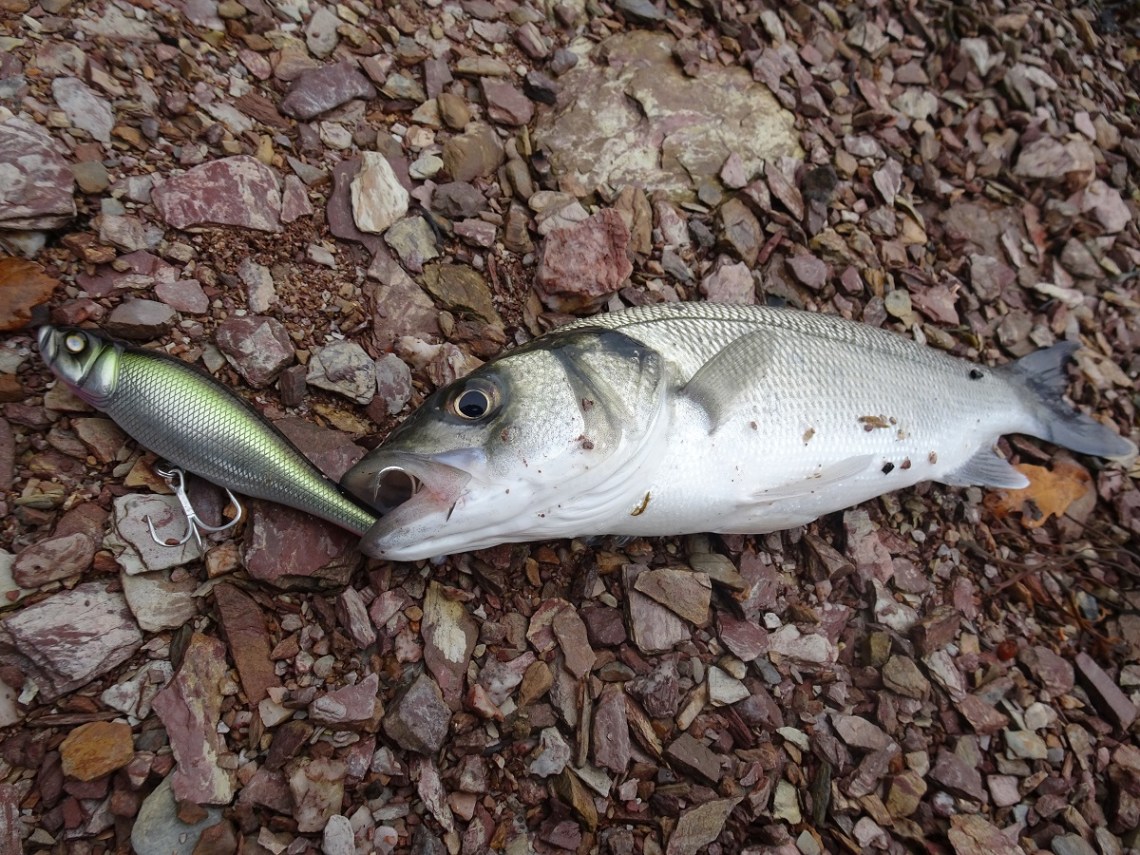 Whiplash Factory Spittin Wire