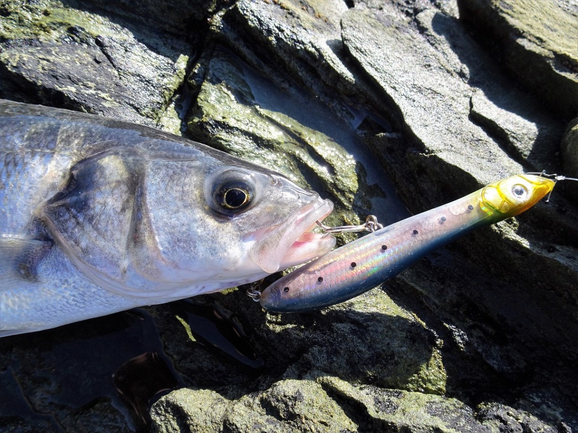 HTO Canine bass lure