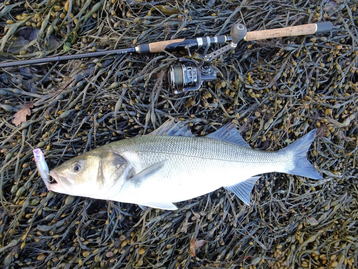 Bass on lures in December
