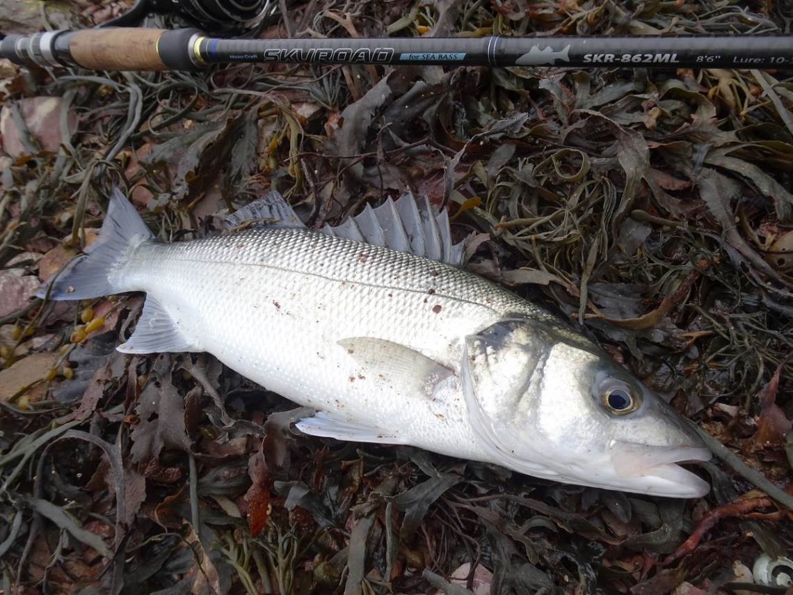 winter bass on surface lures