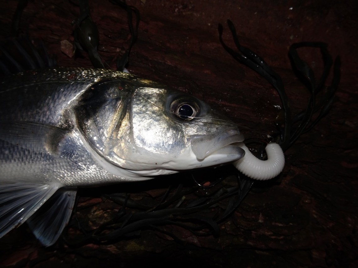 bass on senkos at night