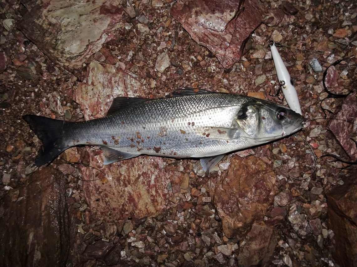Early season bass on a Needlefish