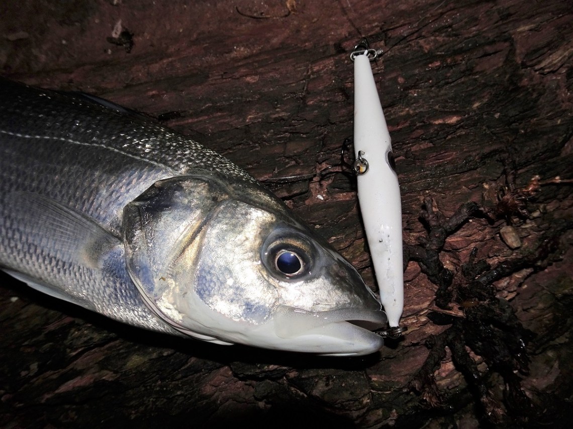Marc Cowling Needlefish 1