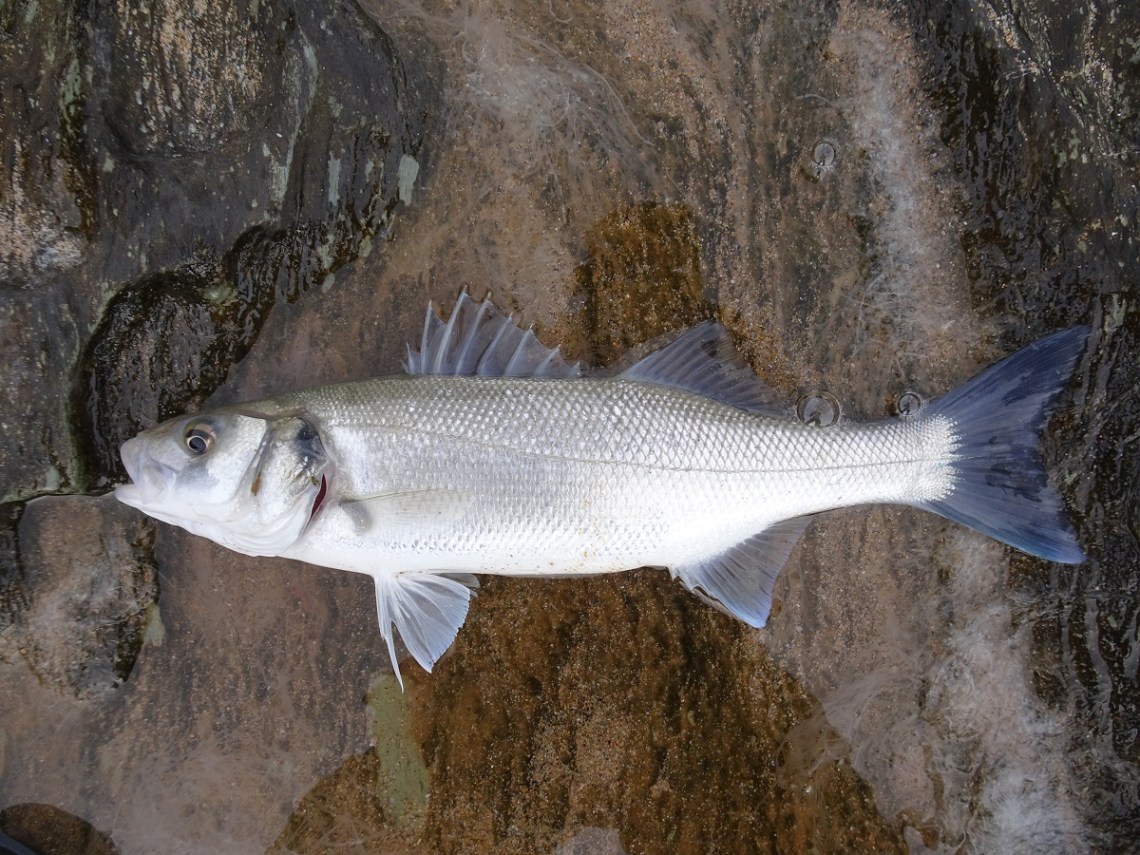 Bass caught over sandy seabed