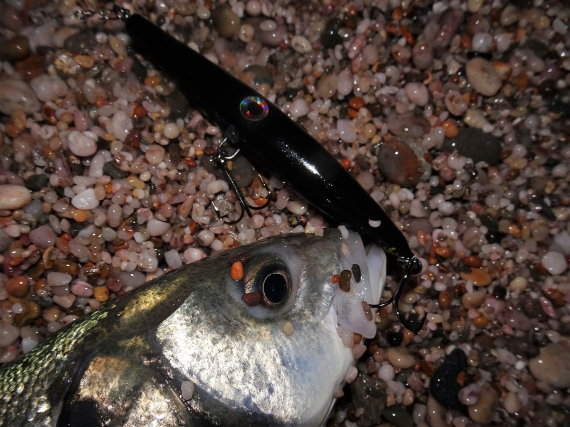 Bass at night on black lures