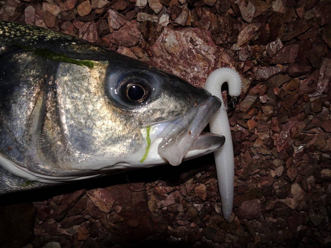 Bass from shingle beaches