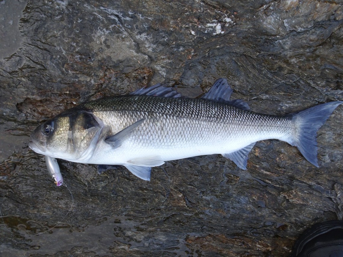 Bass on surface lures Spittin Wire