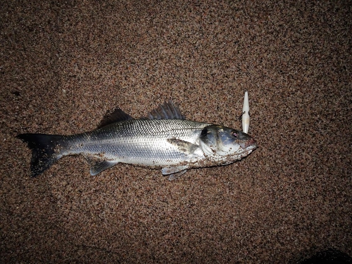 Needlefish lures at night