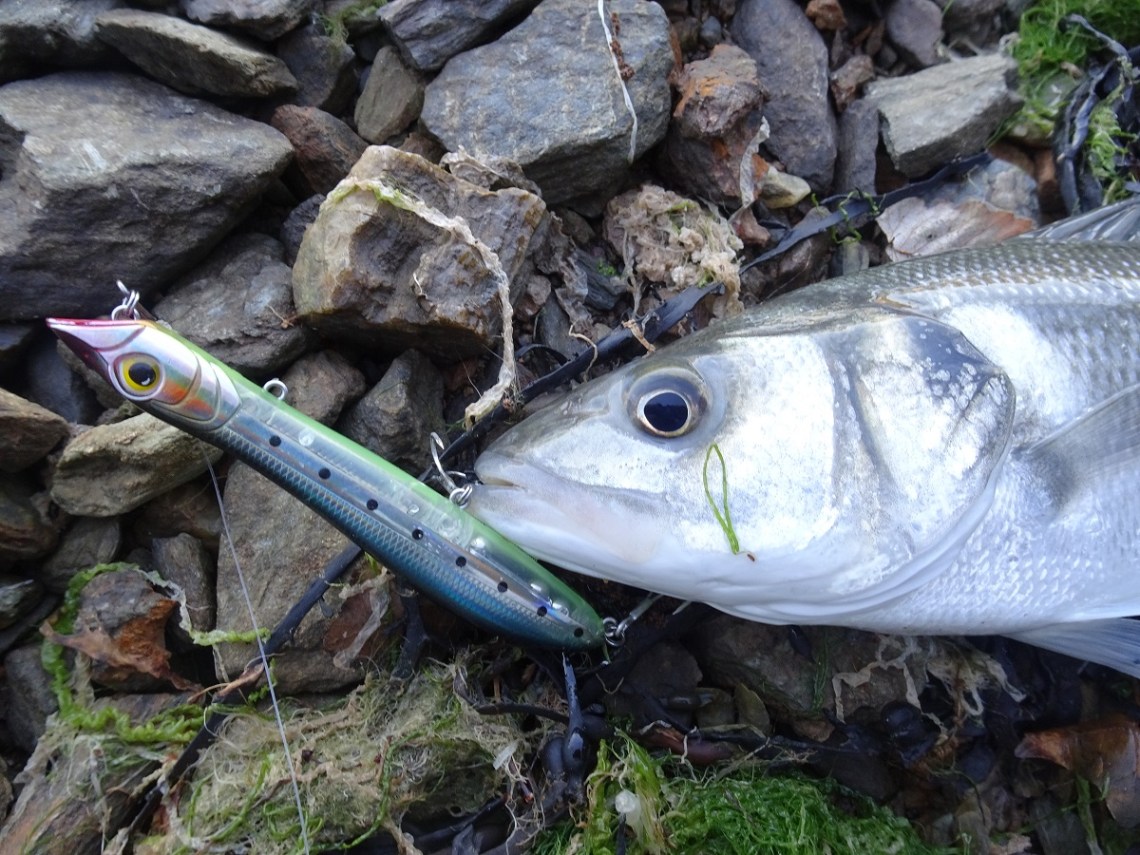 Seadra Spitta surface lure