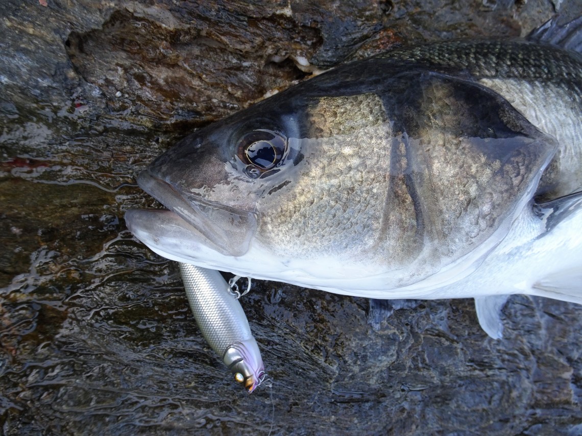 Whiplash Factory Spittin Wire