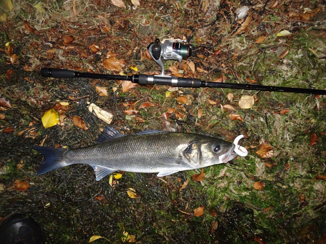 bass at night on weedless soft plastics