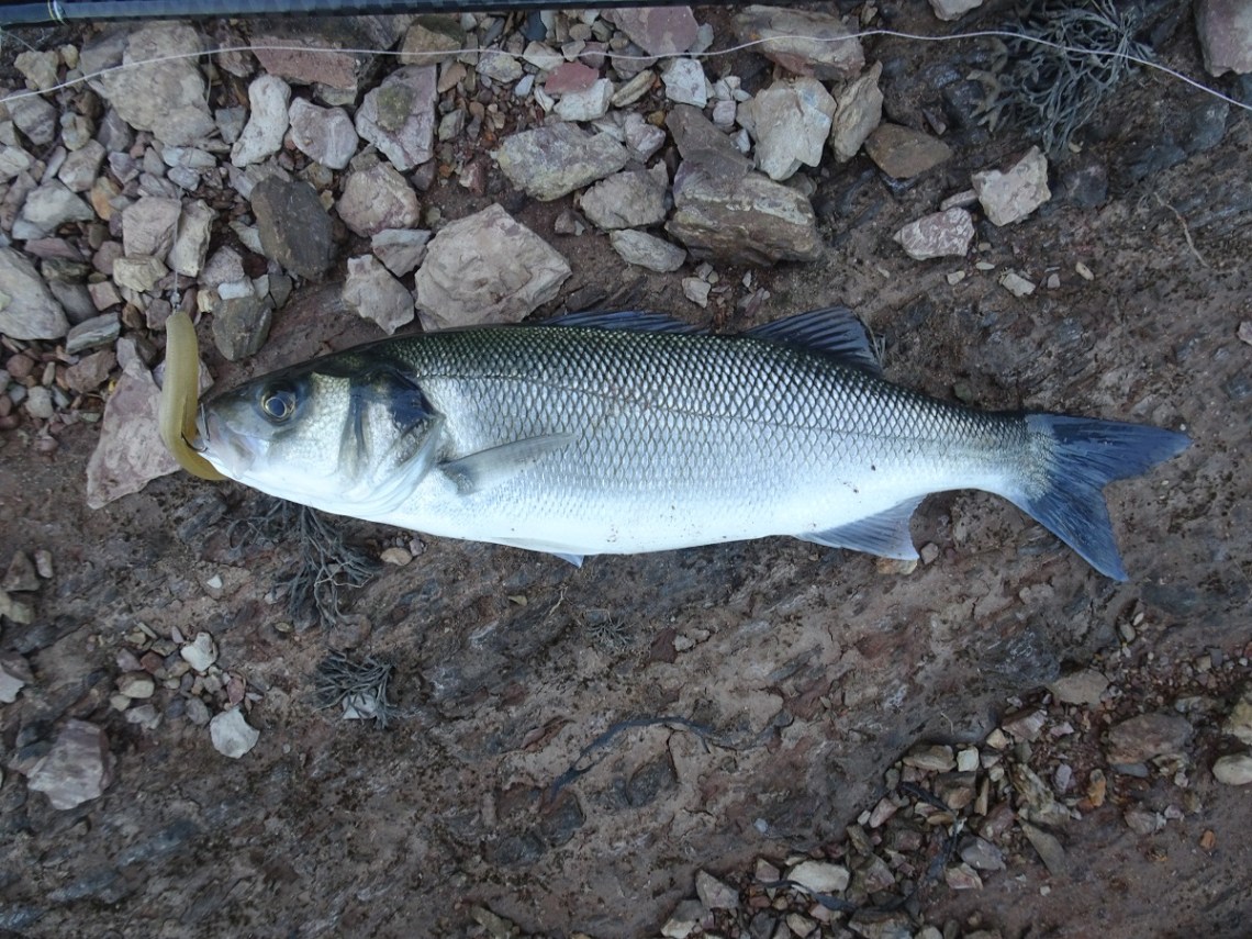 Bass on OSP DoLive Sticks