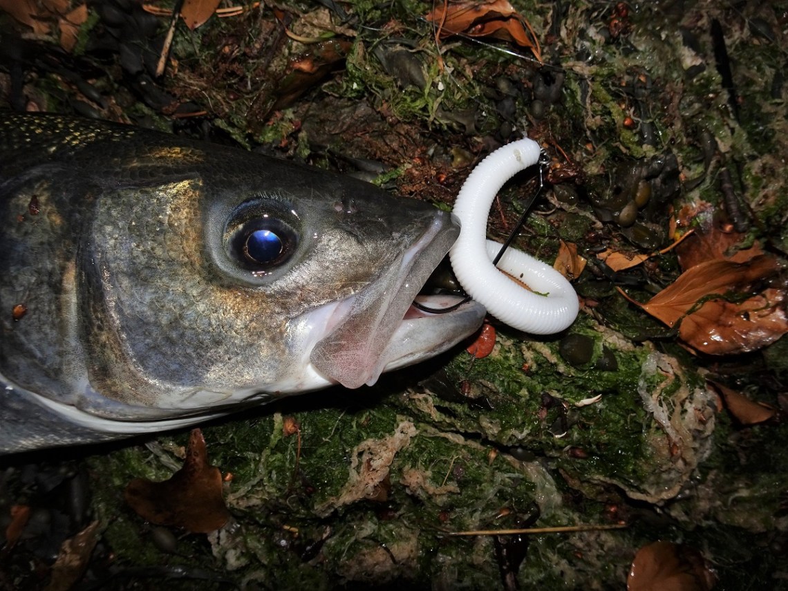 Big estuary bass on senkos