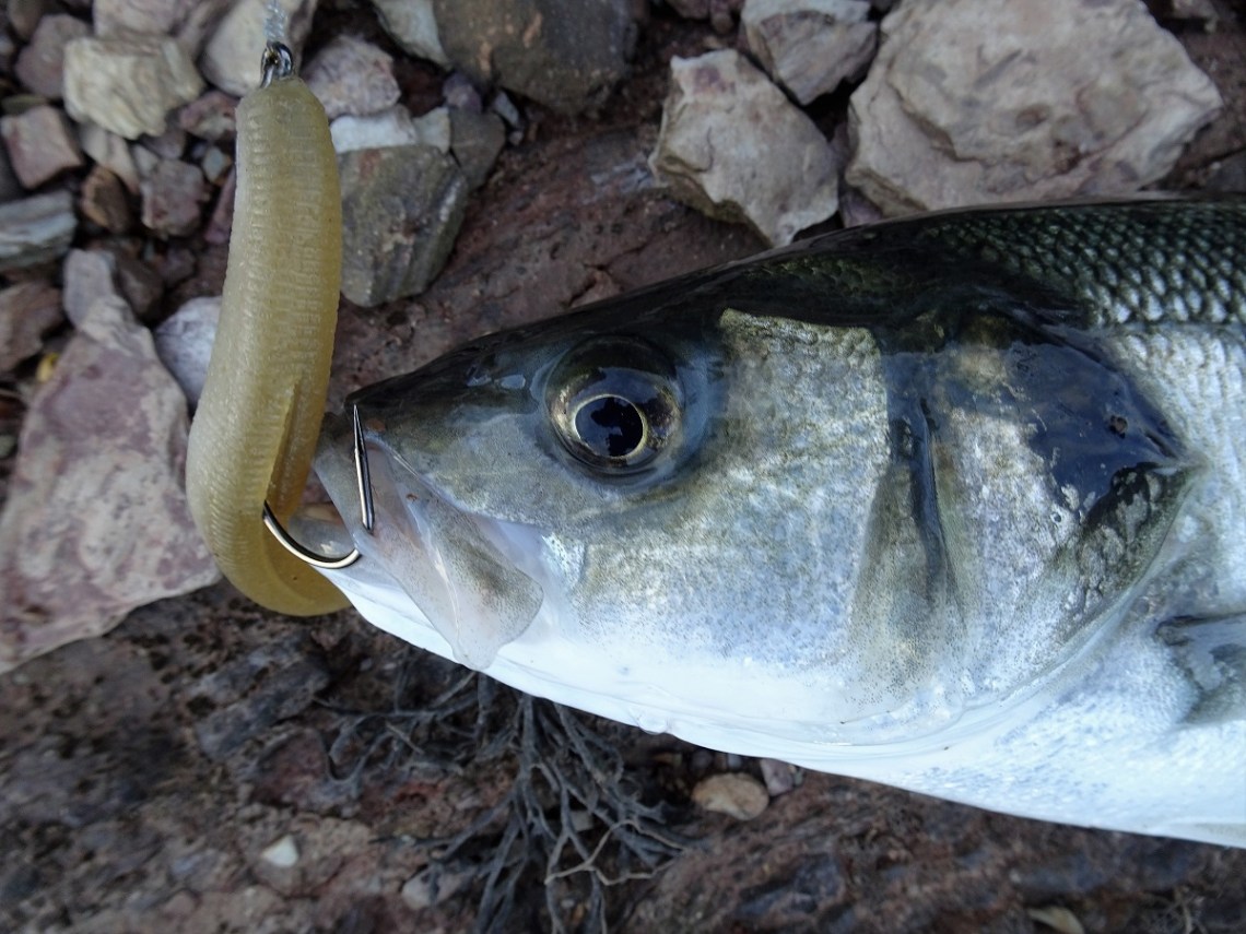 OSP DolIve Stick bass catches