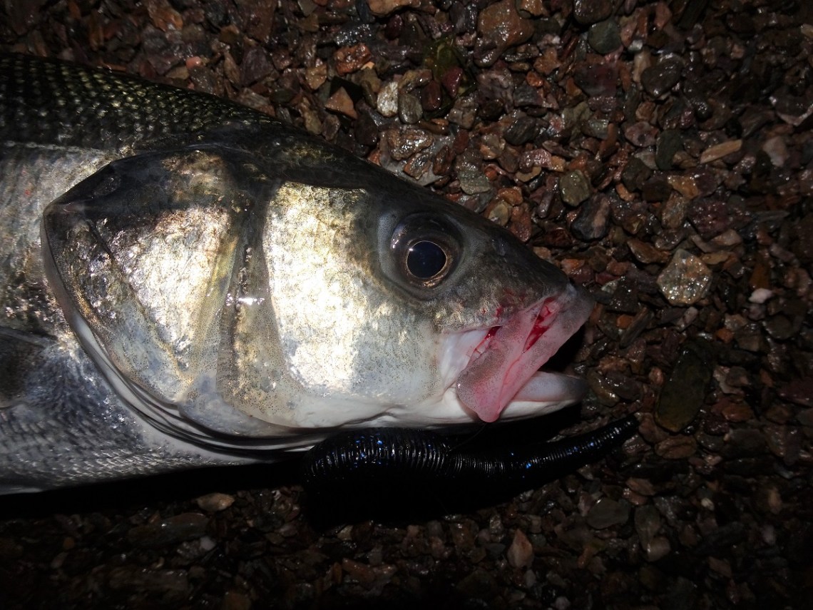 Black senkos in darkness