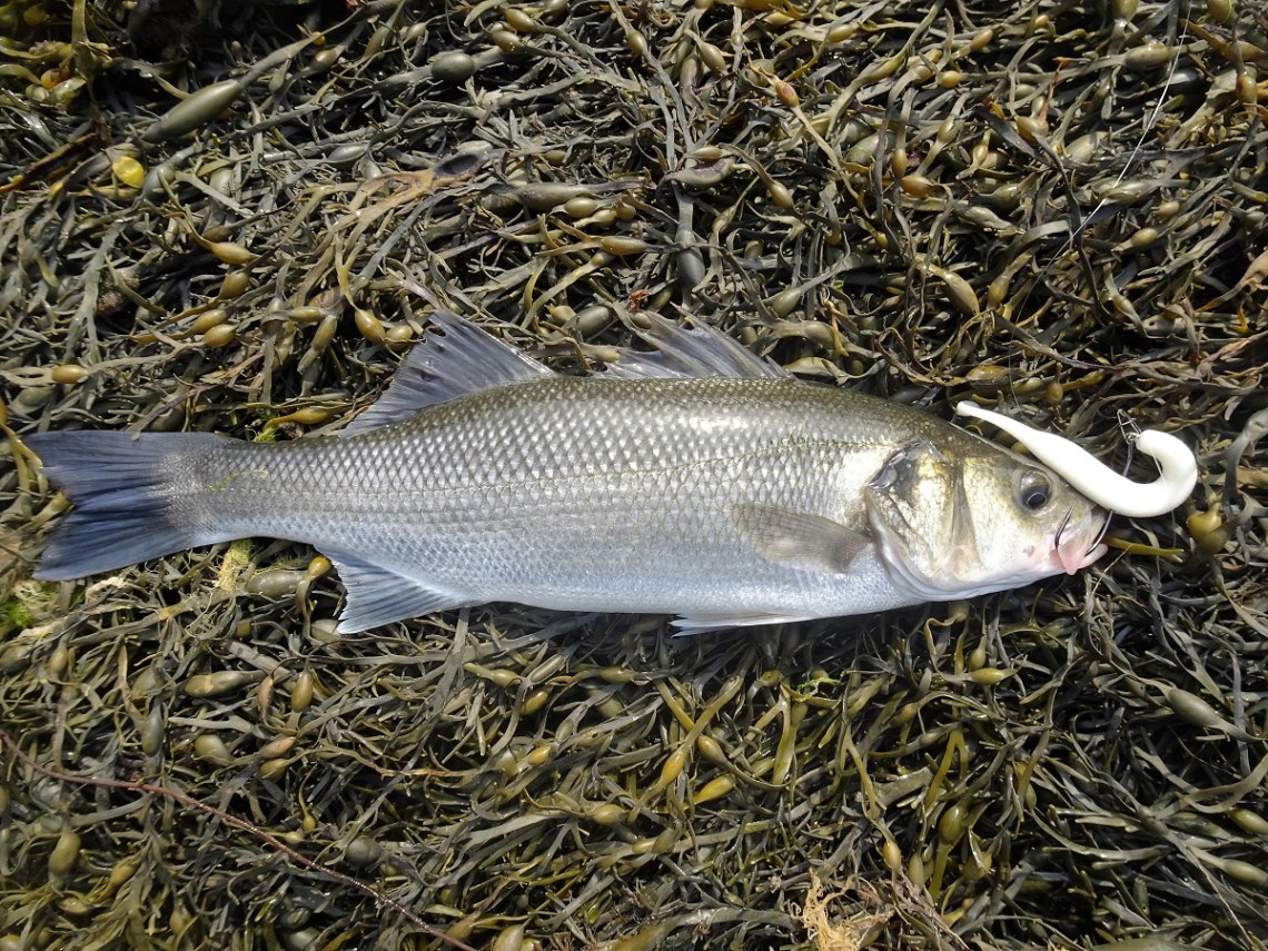 OSP DoLive Stick White