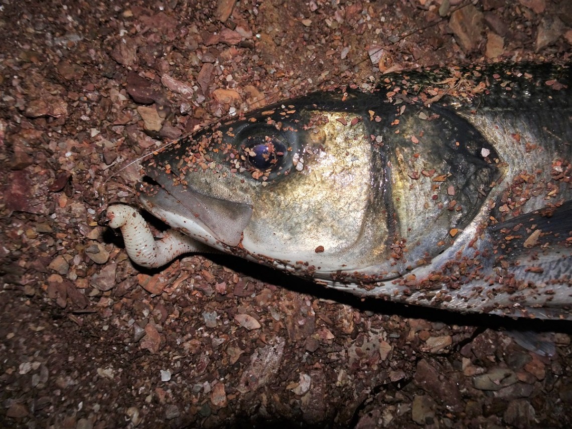 Senkos at night for bass