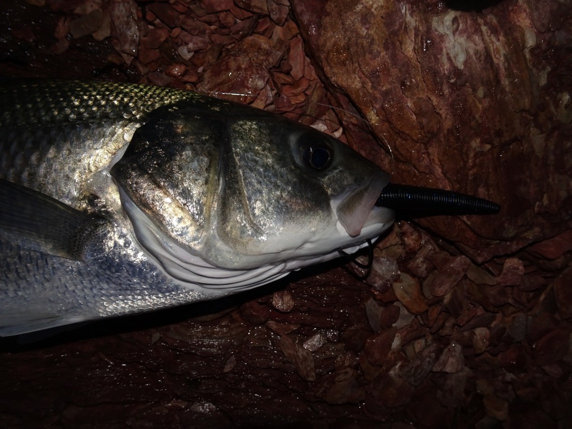 Black Wave Worm senkos and bass