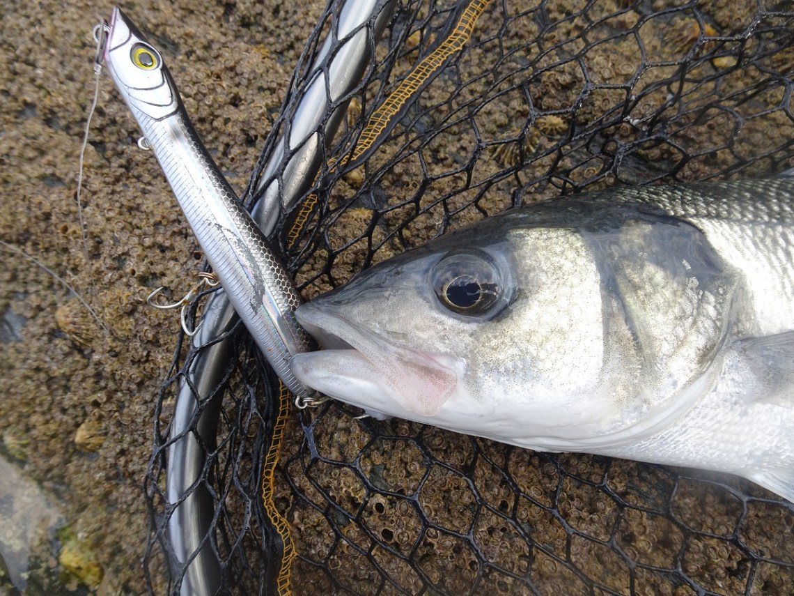 Seadra Spitta 125 Veals