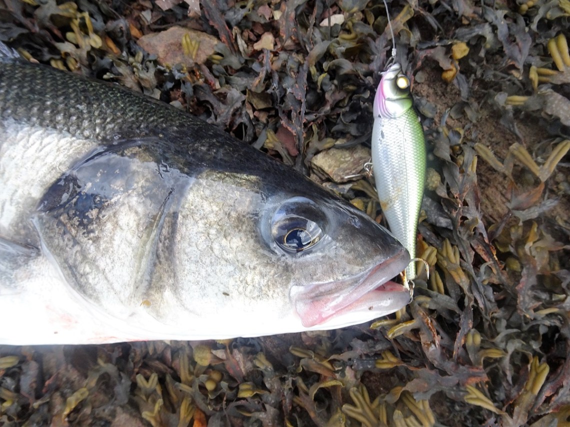 Spittin Wire Bass surface lure