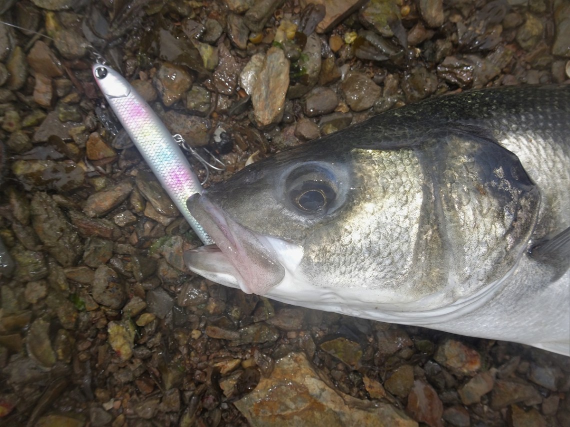 IMA Salt Skimmer bass lure