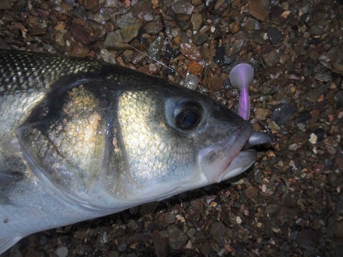 Sunslicker Mishna Eel