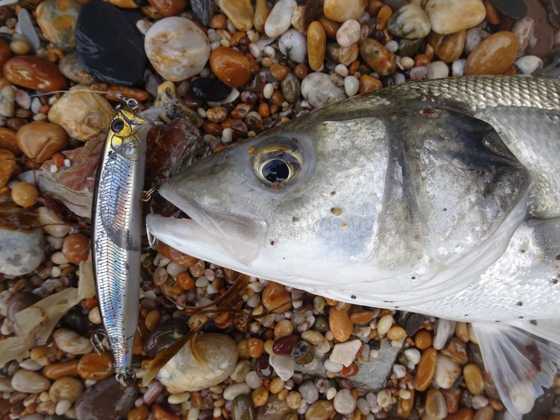 Tackle House Feedshallow 105