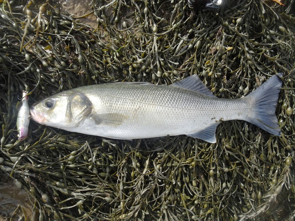 Whiplash Factory Spittin Wire