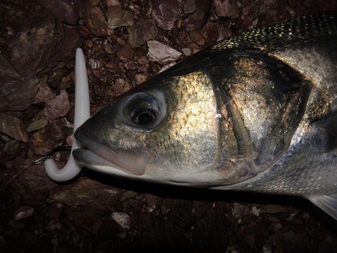 White senkos at night for bass