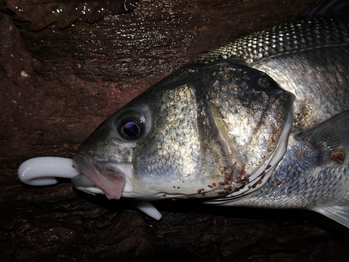Bass on white soft plastic lures