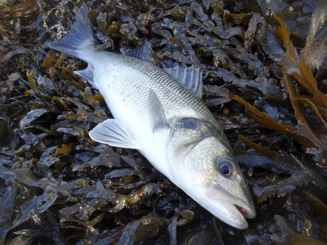 Estuary lure caught bass