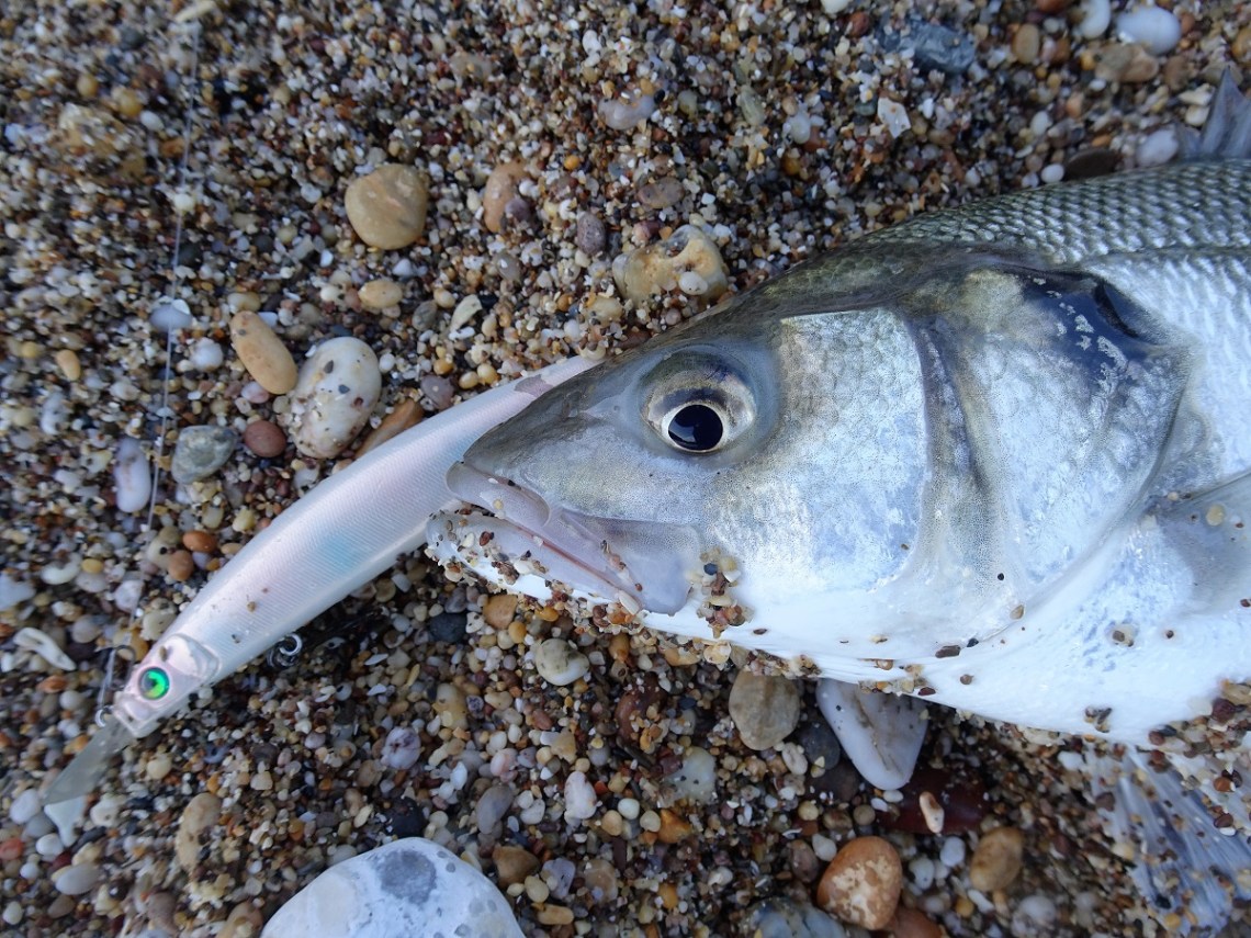 Megabass Zonk Gataride