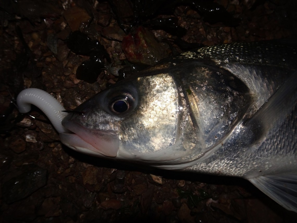 UK Bass on lures in winter