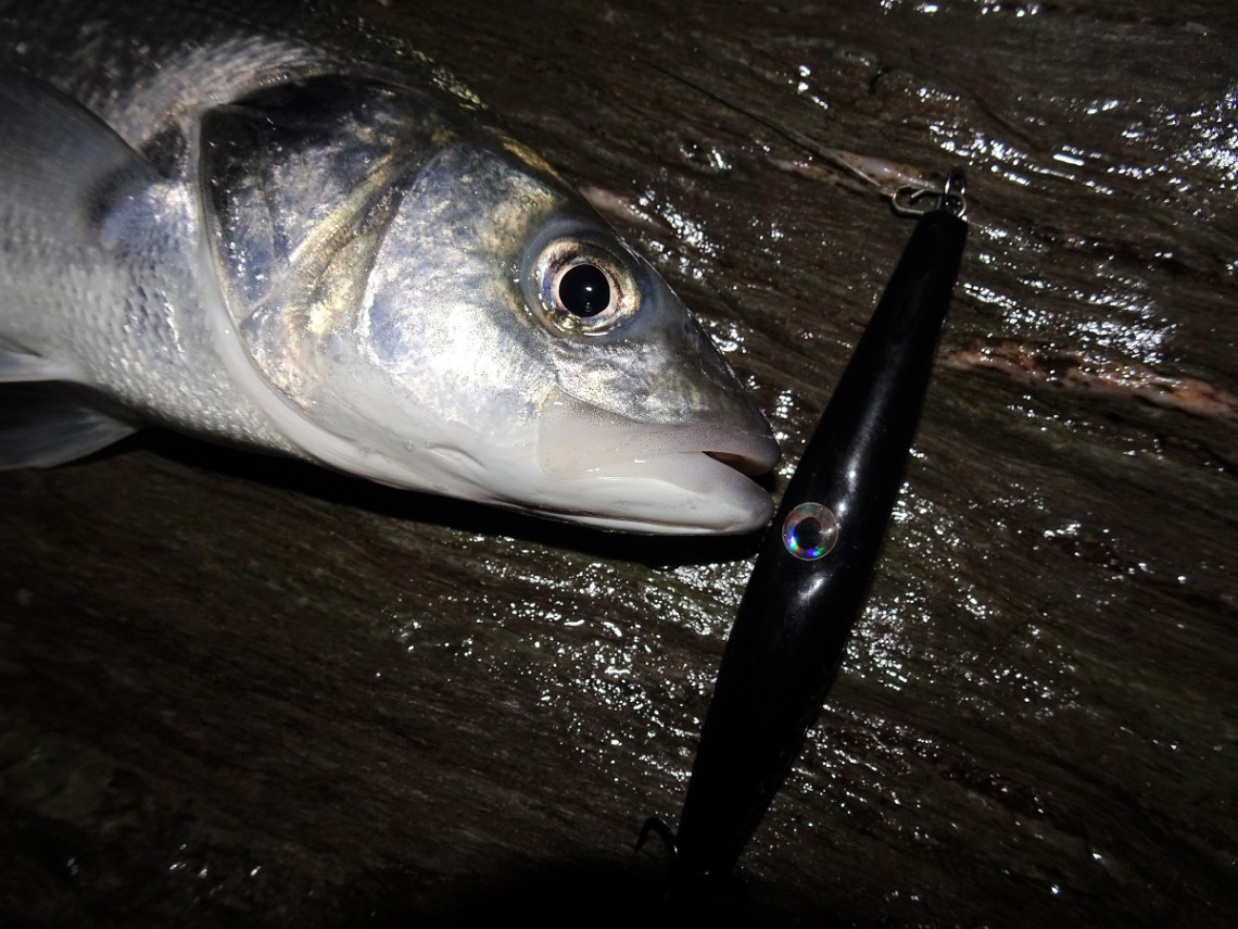 Bass on black lures in Darkness