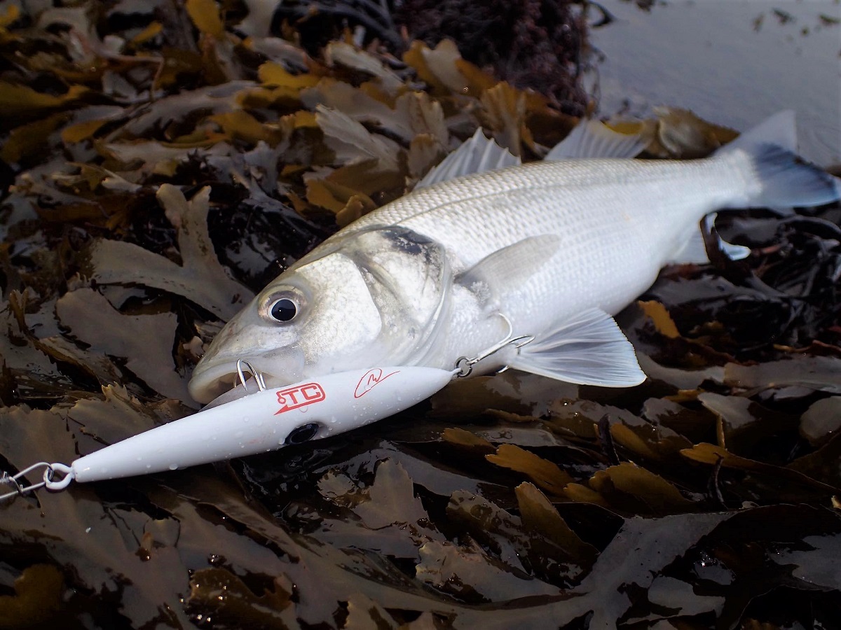 bass fishing lures uk A new season, and some new lures… – South Devon Bass Guide Ltd